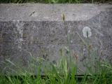 image of grave number 786837